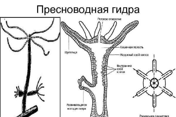 Кракен тор kr2web in